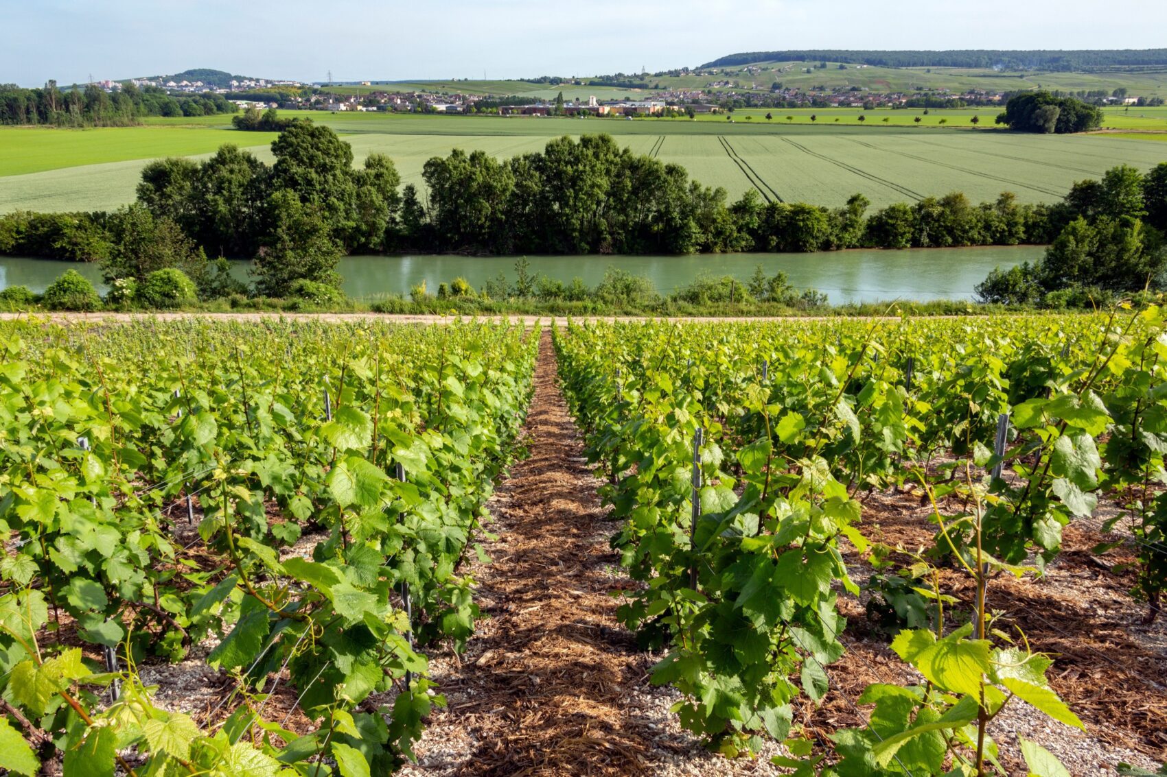 Wijngaarden Épernay – Marne