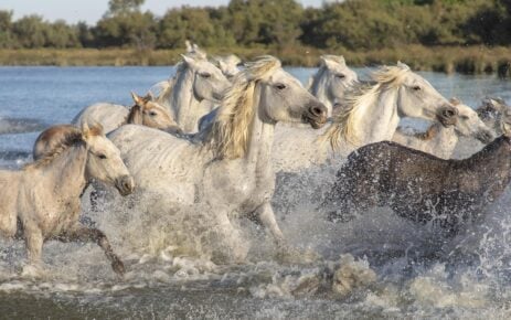 animals-4642101_1280