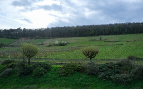 Bourgogne inkoopreis april 2024 Sfeerfoto’s, wijngaarden etc (47)